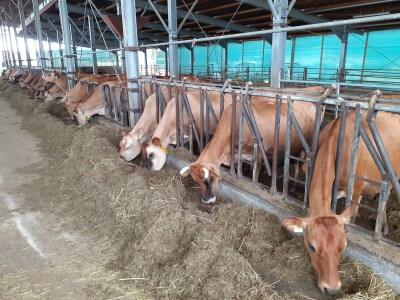 Udruga Baby Beef o Strateškom planu Udruga Baby Beef o Strateškom planu