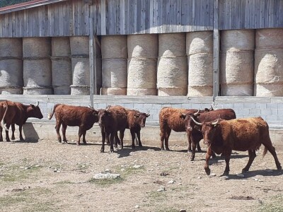 Udruga Baby Beef o Strateškom planu Udruga Baby Beef o Strateškom planu