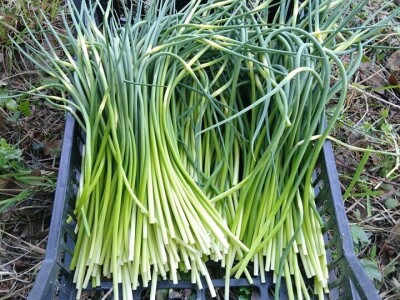 Udruga Brsečki češnjak