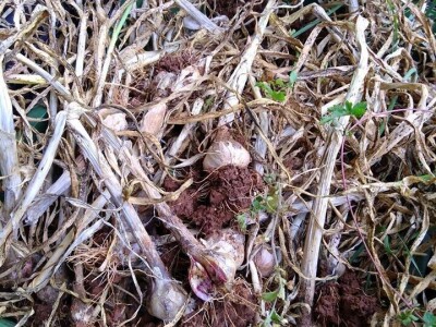 Udruga Brsečki češnjak