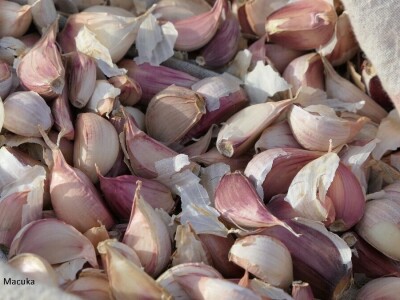 Udruga Brsečki češnjak