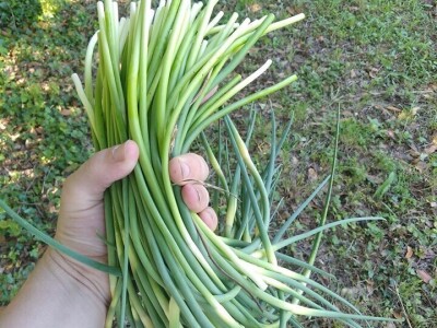 Udruga Brsečki češnjak