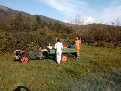 Udruga Brsečki češnjak