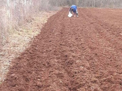 Udruga Brsečki češnjak
