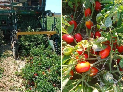 Udruga Črleno srce u Prelogu je organizirala prvu konferenciju Veg&Fruit