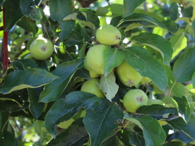 Udruga Crovita surađuje s tvrtkom Timac Agro