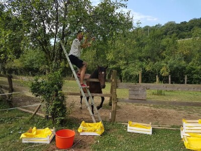 Udruga Pegaz - berba voća