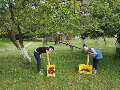 Udruga Pegaz - berba voća