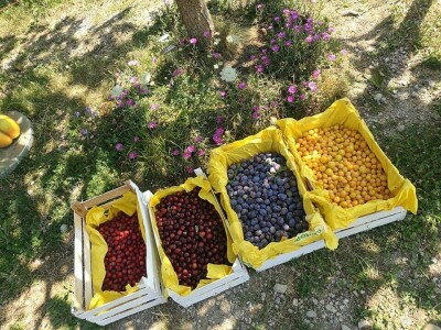 Udruga Pegaz - berba voća