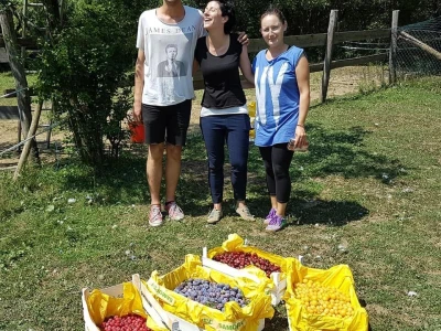 Udruga Pegaz - berba voća