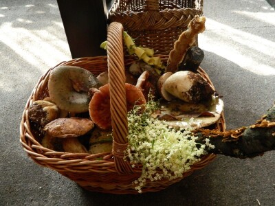 Udruženje gljivara ,,Gorun“: Ne uništavajte otrovne gljive jer su i one deo ekosistema Udruženje gljivara ,,Gorun“: Ne uništavajte otrovne gljive jer su i one deo ekosistema