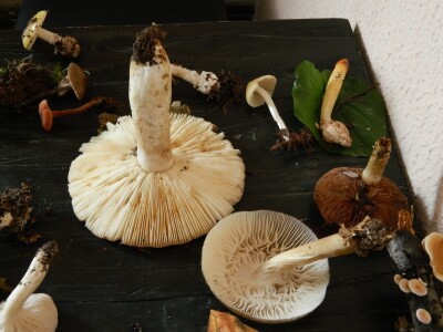 Udruženje gljivara ,,Gorun“: Ne uništavajte otrovne gljive jer su i one deo ekosistema Udruženje gljivara ,,Gorun“: Ne uništavajte otrovne gljive jer su i one deo ekosistema