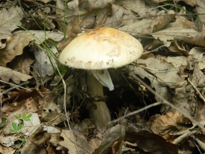 Udruženje gljivara ,,Gorun“: Ne uništavajte otrovne gljive jer su i one deo ekosistema Udruženje gljivara ,,Gorun“: Ne uništavajte otrovne gljive jer su i one deo ekosistema