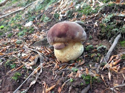 Udruženje gljivara ,,Gorun“: Ne uništavajte otrovne gljive jer su i one deo ekosistema Udruženje gljivara ,,Gorun“: Ne uništavajte otrovne gljive jer su i one deo ekosistema