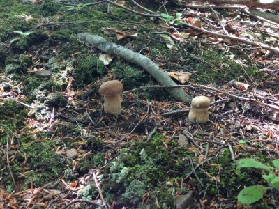 Udruženje gljivara ,,Gorun“: Ne uništavajte otrovne gljive jer su i one deo ekosistema Udruženje gljivara ,,Gorun“: Ne uništavajte otrovne gljive jer su i one deo ekosistema