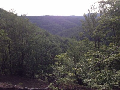 Udruženje gljivara ,,Gorun“: Ne uništavajte otrovne gljive jer su i one deo ekosistema Udruženje gljivara ,,Gorun“: Ne uništavajte otrovne gljive jer su i one deo ekosistema