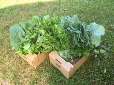 Udruženje građana Nešto Više