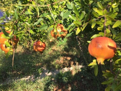 Udruženje građana Nešto Više