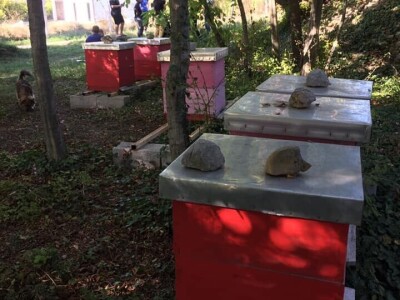 Udruženje građana Nešto Više