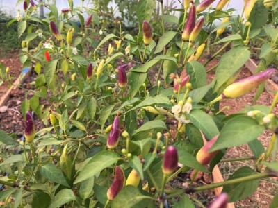 Udruženje građana Nešto Više