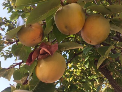 Udruženje građana Nešto Više