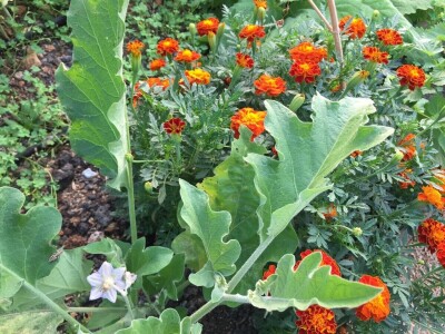 Udruženje građana Nešto Više