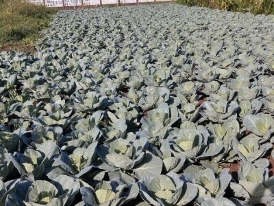 Udruženje žena Gnojnica Udruženje žena Gnojnica
