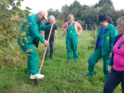 U nasadu lijeske zemlja sve bogatija humusom