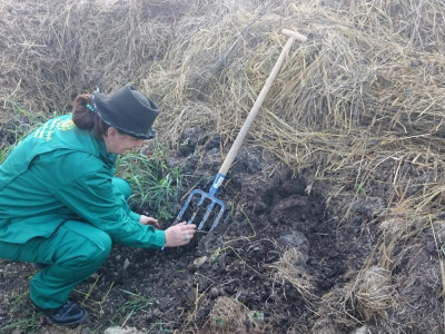 Kompost je pun glista