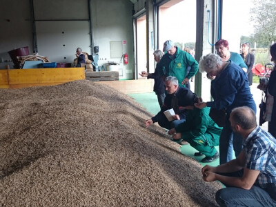 Žitarice za ishranu stoke