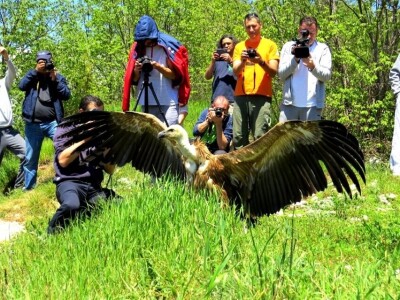 Uginula Dobrila, ženka beloglavog supa Uginula Dobrila, ženka beloglavog supa