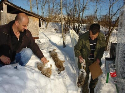 Divlji zečevi BZ Pauk-Čeka uginuli 2012.
