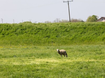 Ugoj ovaca u Baranji