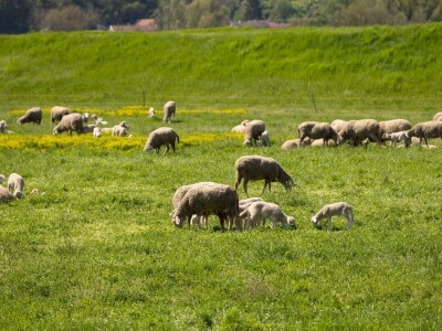 Ugoj ovaca u Baranji
