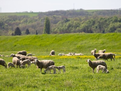 Ugoj ovaca u Baranji