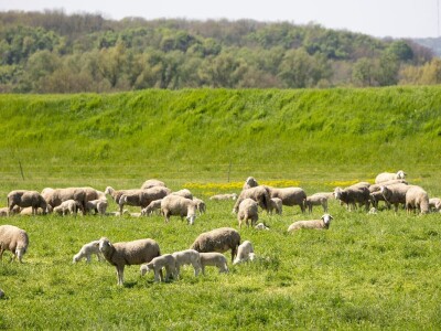 Ugoj ovaca u Baranji