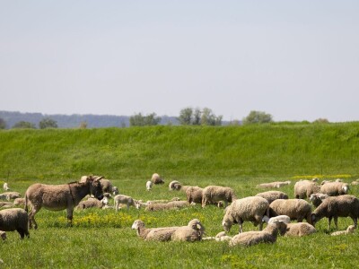 Ugoj ovaca u Baranji