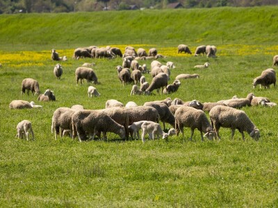Ugoj ovaca u Baranji