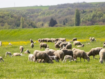 Ugoj ovaca u Baranji