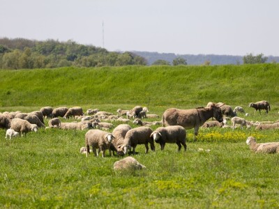 Ugoj ovaca u Baranji