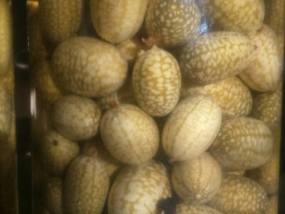 ukiseljeni meksički krastavci ukiseljeni meksički krastavci