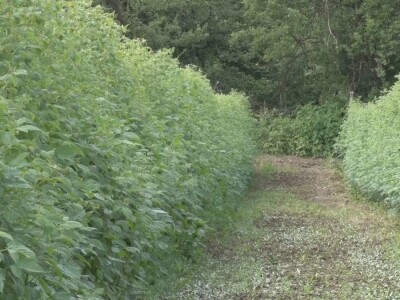 Uklanjanje izdanamka u malinjacima