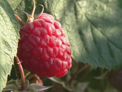 Uklanjanje izdanamka u malinjacima