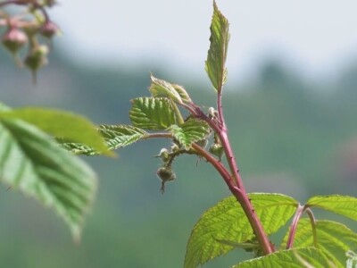 Uklanjanje izdanamka u malinjacima