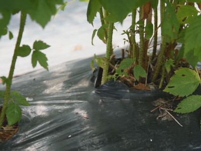 Uklanjanje izdanamka u malinjacima