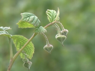 Uklanjanje izdanamka u malinjacima