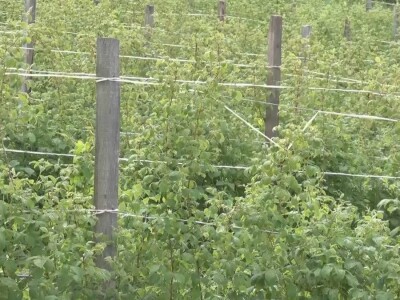 Uklanjanje izdanamka u malinjacima