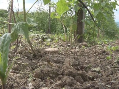 Uklanjanje izdanamka u malinjacima