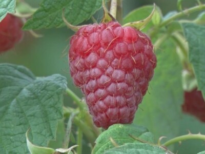 Uklanjanje izdanamka u malinjacima