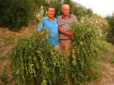 Uklanjanje grana s maslinovih stabala koje su pune oštećenih plodova